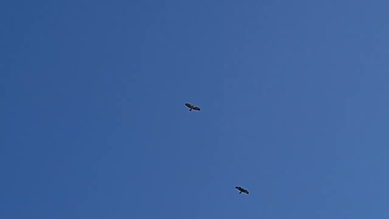 עקב חורף מזרחי דואה בשמים Buteo buteo vulpinus is soaring in the sky