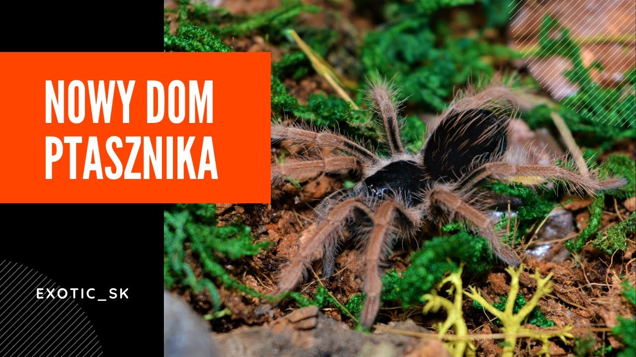 PIĘKNA I WIELKA, czyli Megaphobema robustum - info gatunkowe