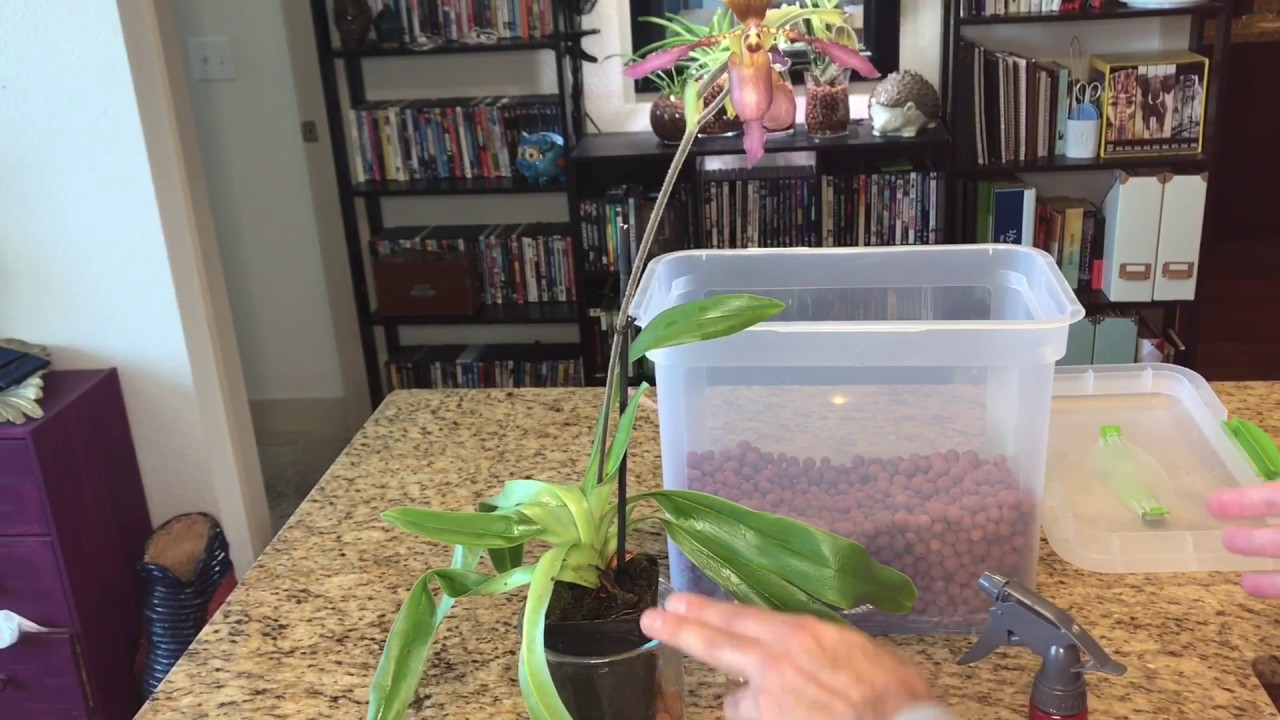 Treating New Orchids Before Conversion: Semi-Hydroponics