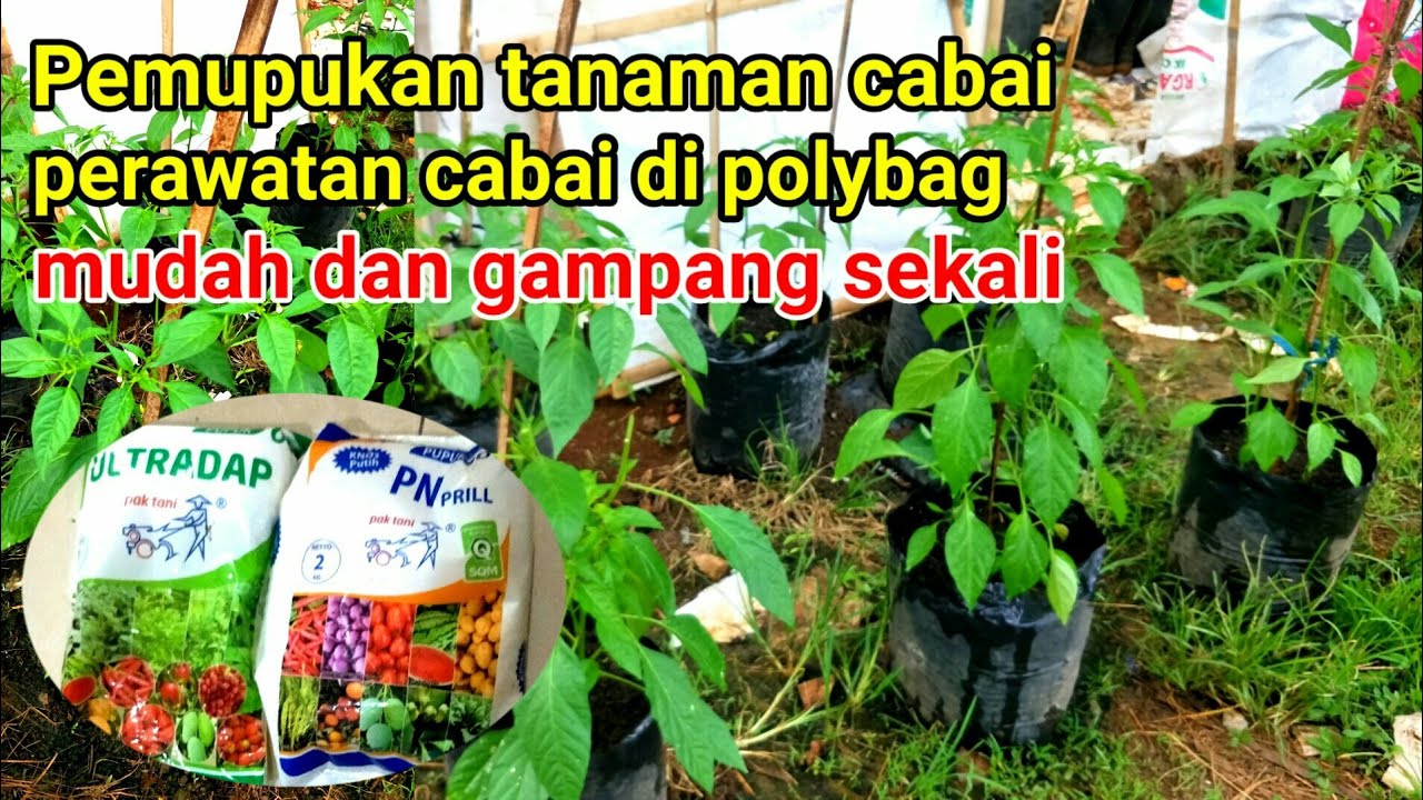 ⛔PEMUPUKAN TANAMAN CABAI DI POLYBAG