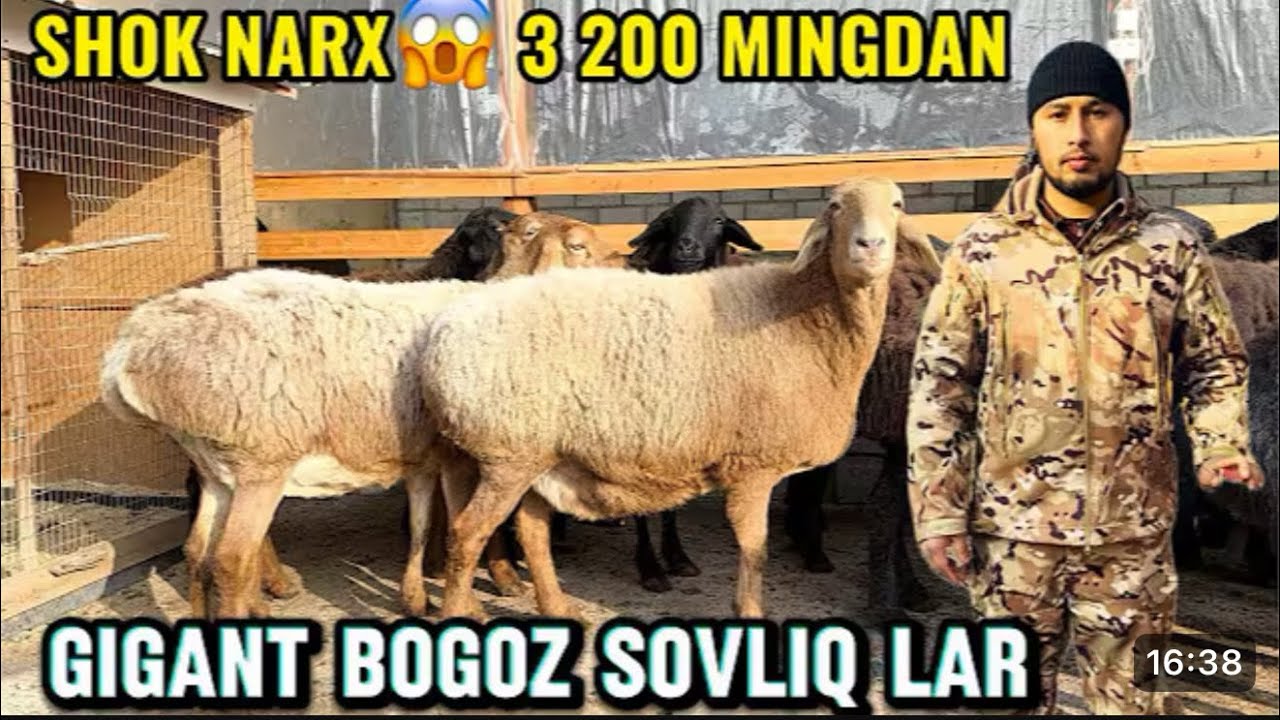 4 қўзи бекорга🔥 Бегзодбекдан бонус