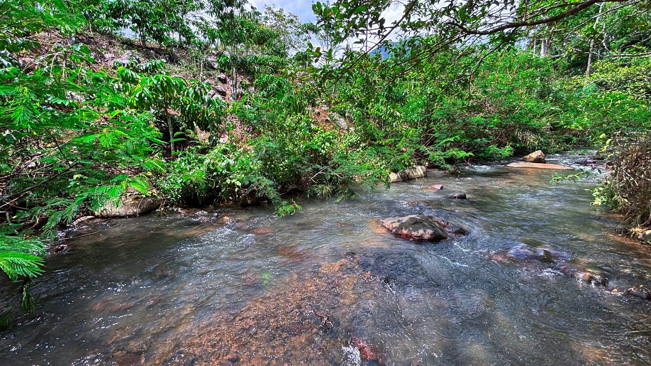Relieve Stress & Calm Your Mind with Tranquil Forest Stream with Gentle Water Flowing Sounds