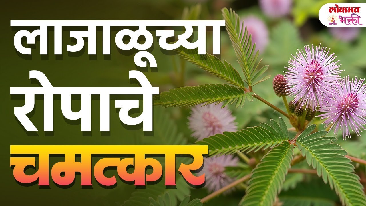 Touch-Me-Not Plant Benefits | 