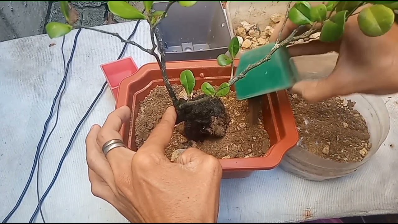 How to Repot my bantolinao bonsai/yamadori/simple at madaling gawin