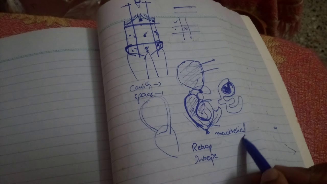 ABDOMEN and PERITONEUM introduction part 2