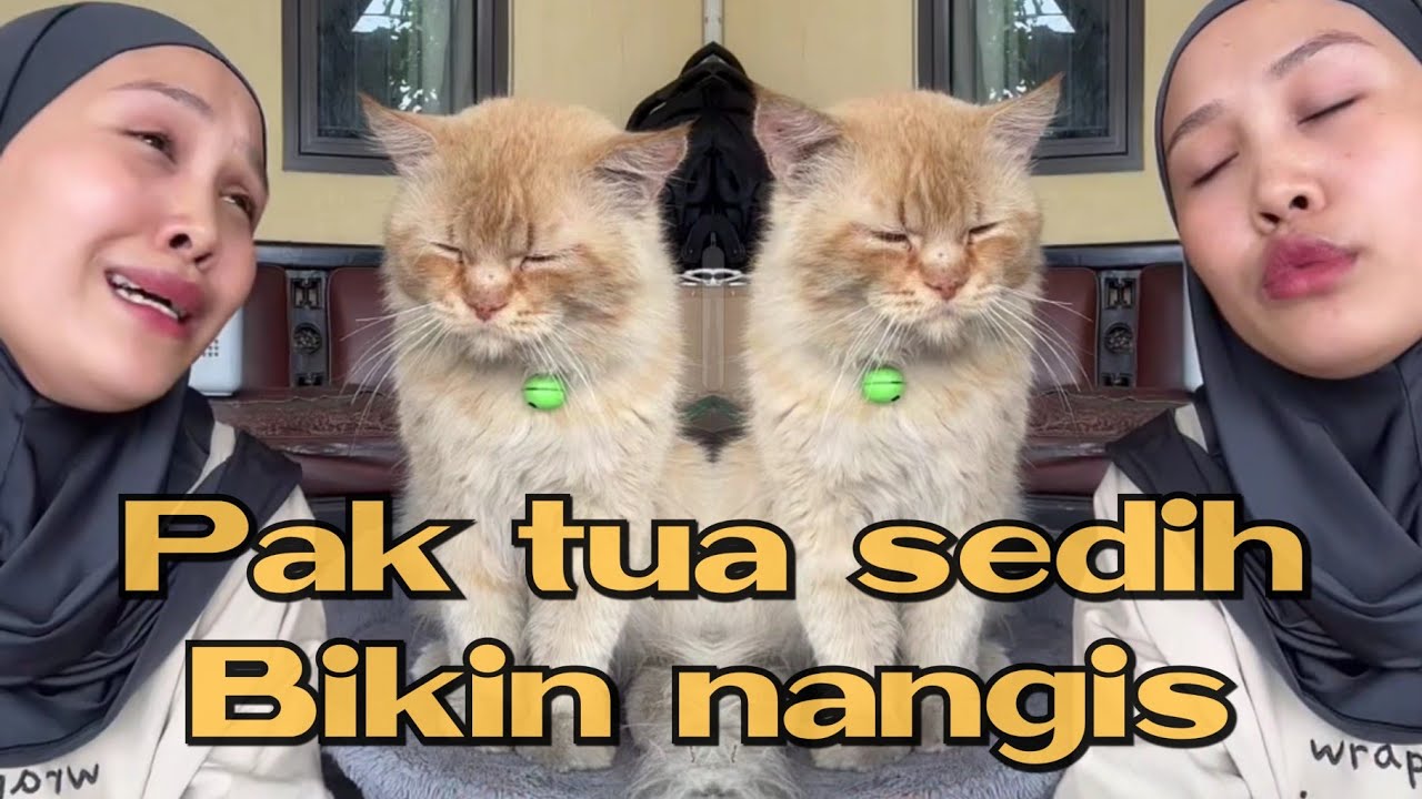 Pak tua sedih kalau dipanggil pak tuwir 😩 #kucingpororo #cicichania #inipororo