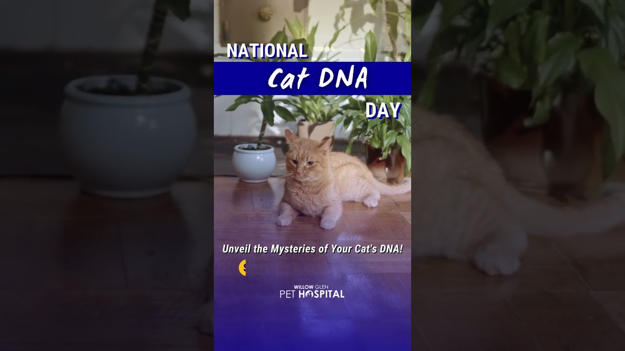 National Cat DNA Day