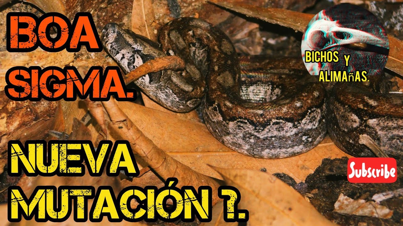 Boa Sigma nueva mutación 🤔?