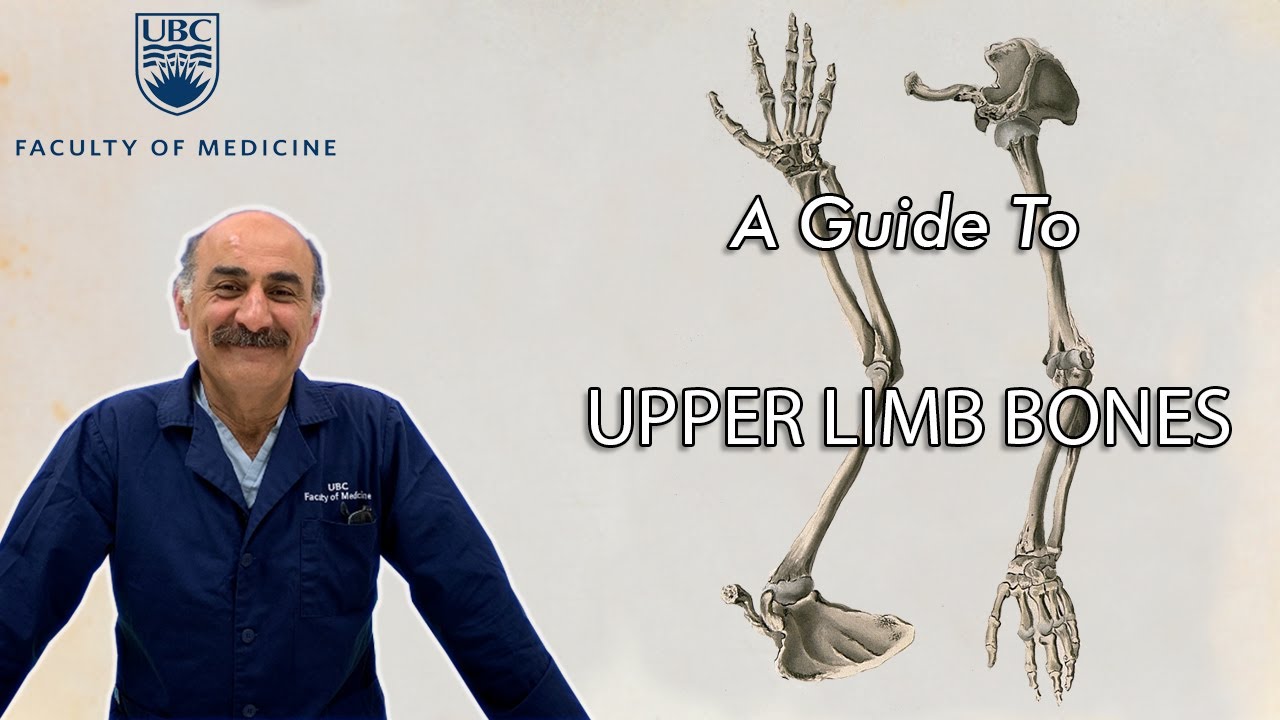 Upper Limb Bones