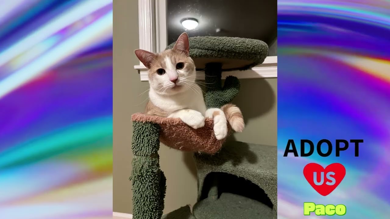 Adopted FINALLY!!!   Sweet Bonded Pair Amigo & Paco