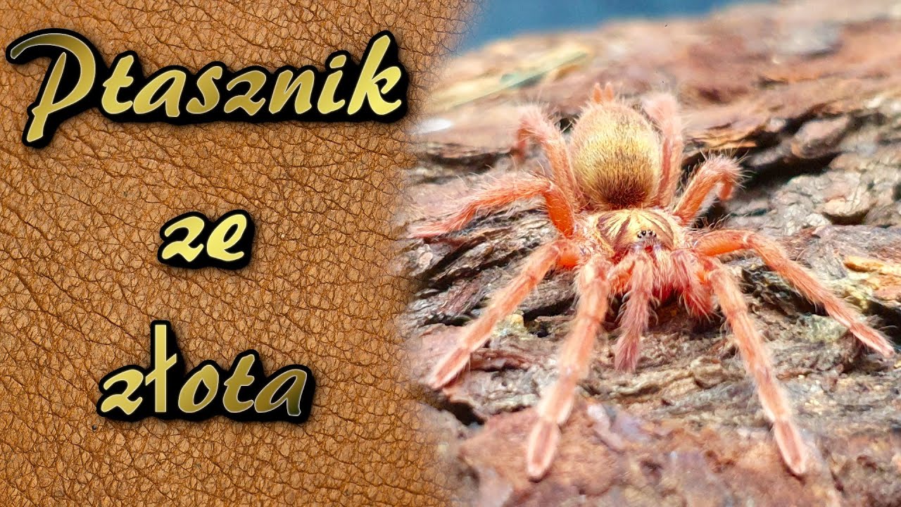 Chcecie zobaczyć złotego ptasznika ? zapraszam na przeprowadzkę Neoholothele incei gold.