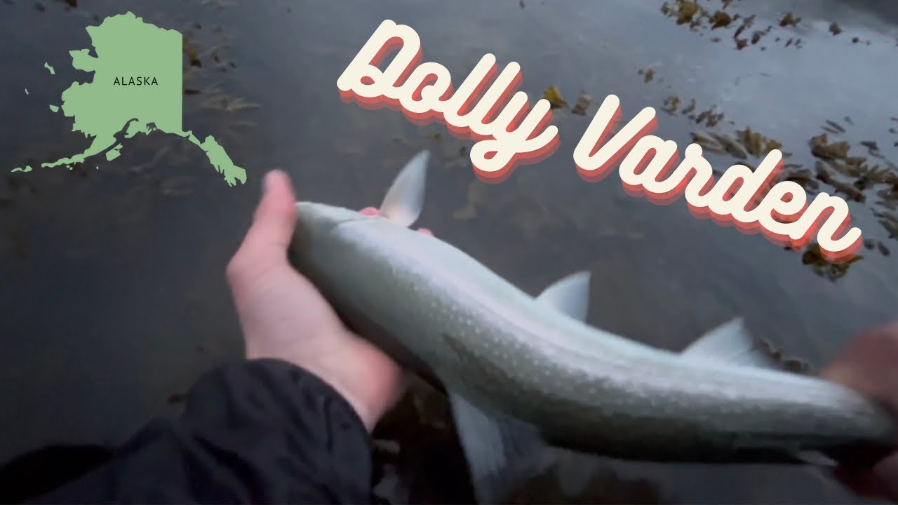 Catching BIG Sea-Run Dolly Varden in Alaska