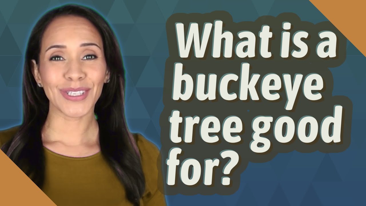 What is a buckeye tree good for?