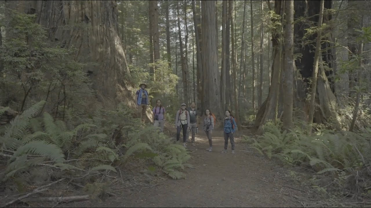 Yo Cuento Bajo Los Redwoods