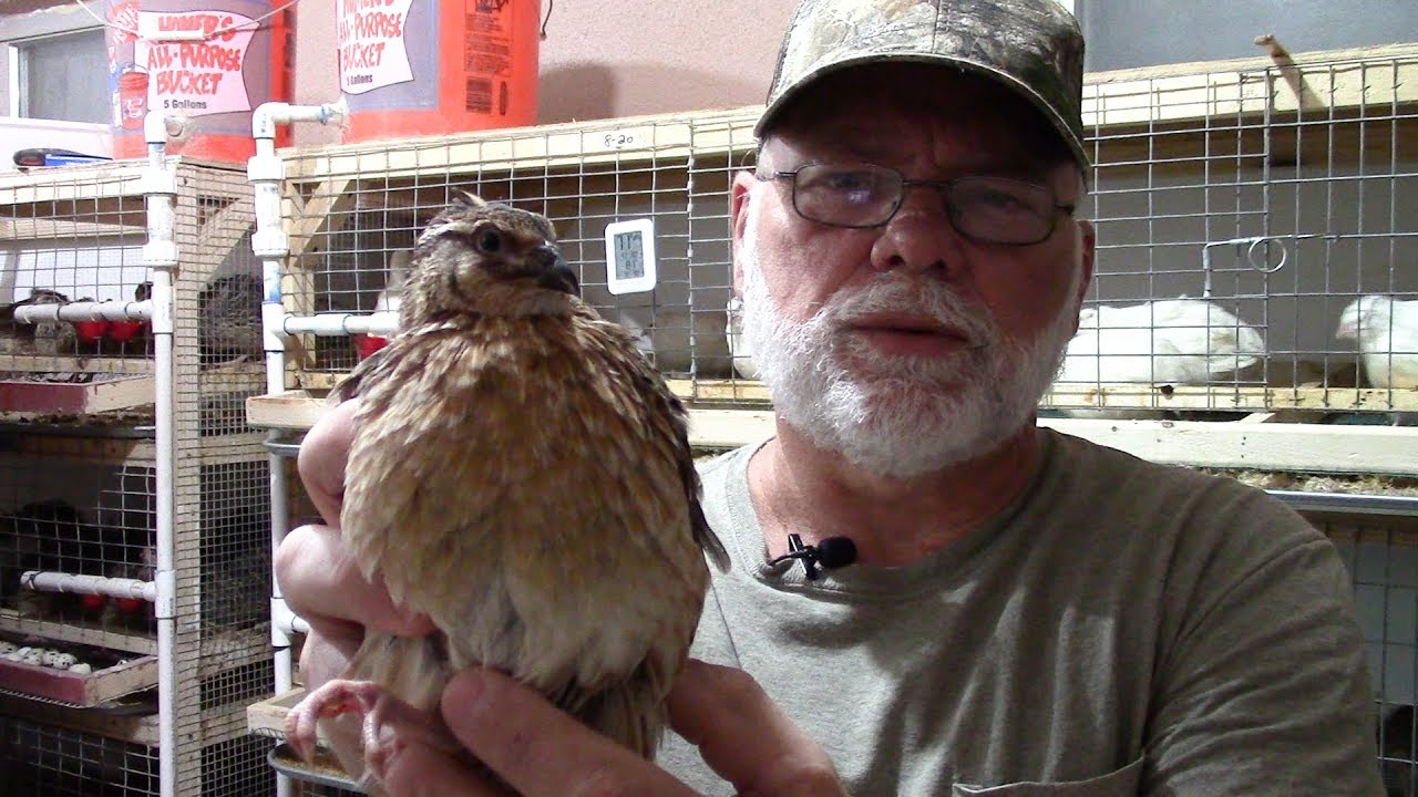 Как определить пол перепелов породы Котурникс &mdash; определение пола по перьям и клоаке