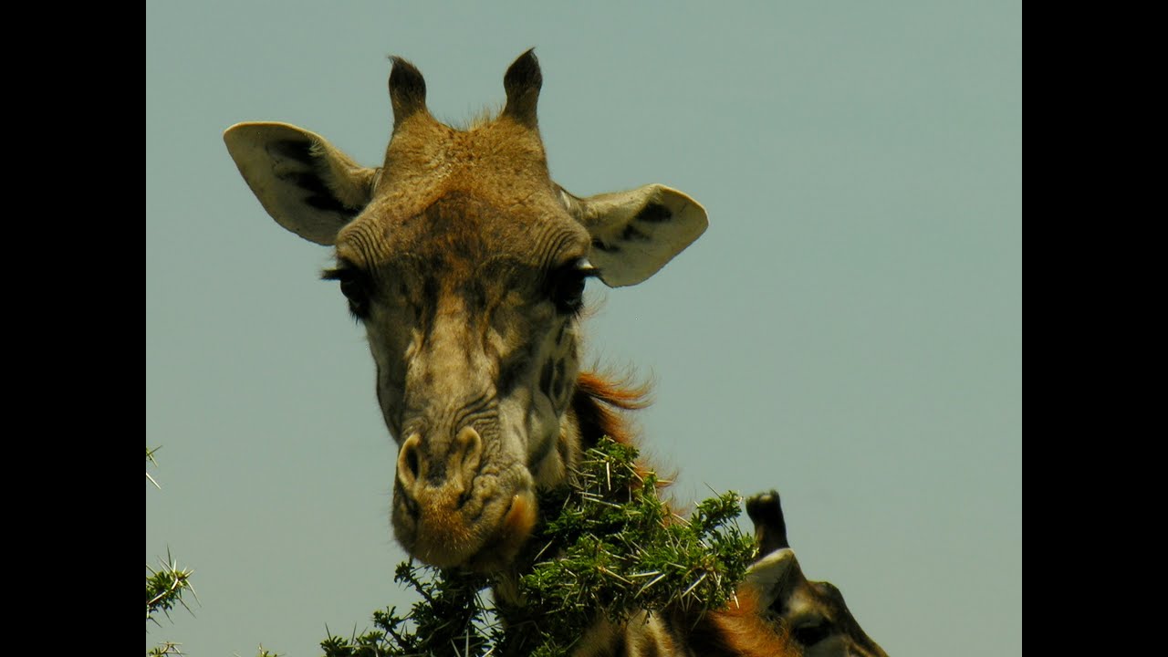 Tanzania - ..... and their Prey
