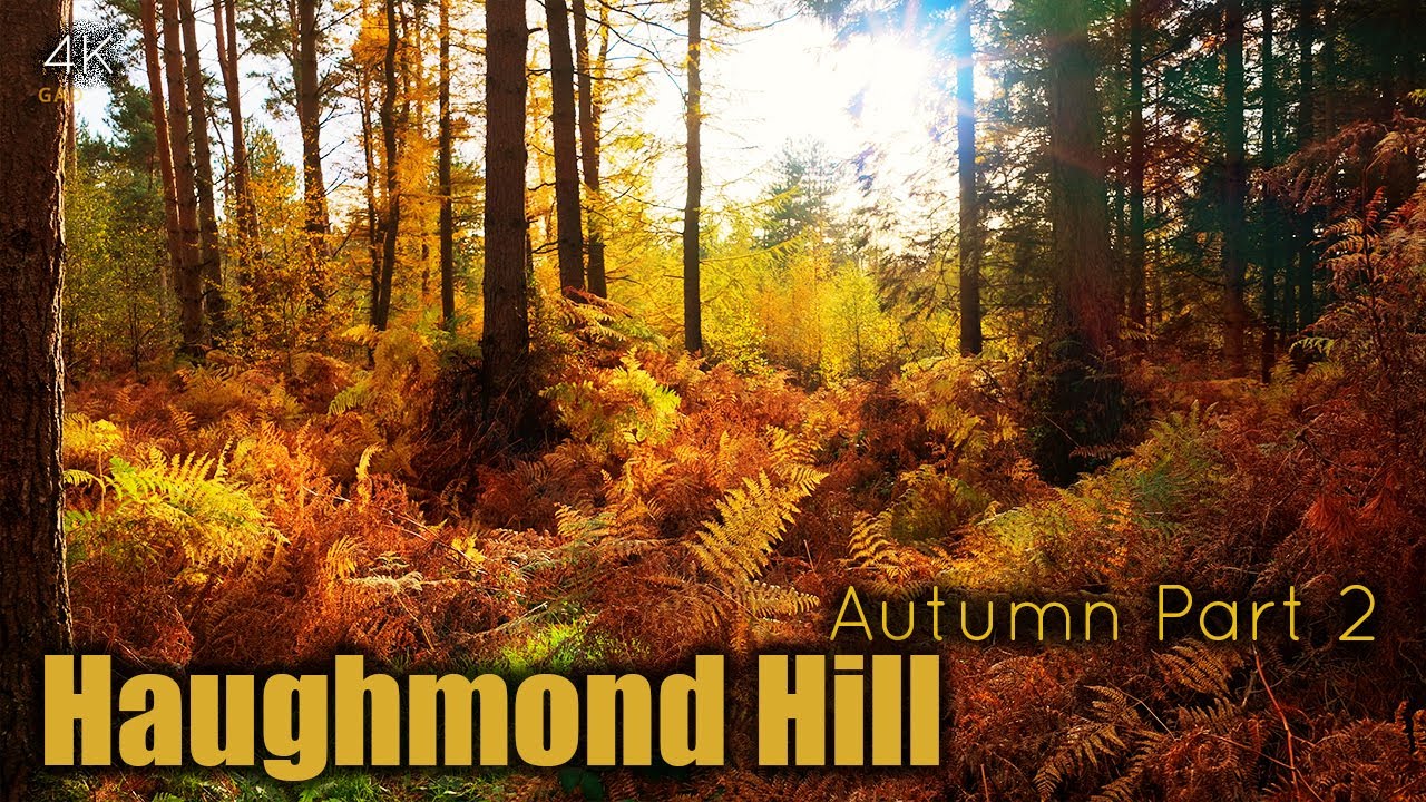 Haughmond Hill Shrewsbury | Spot the Squirrel 🐿️ | Autumn Drone Footage