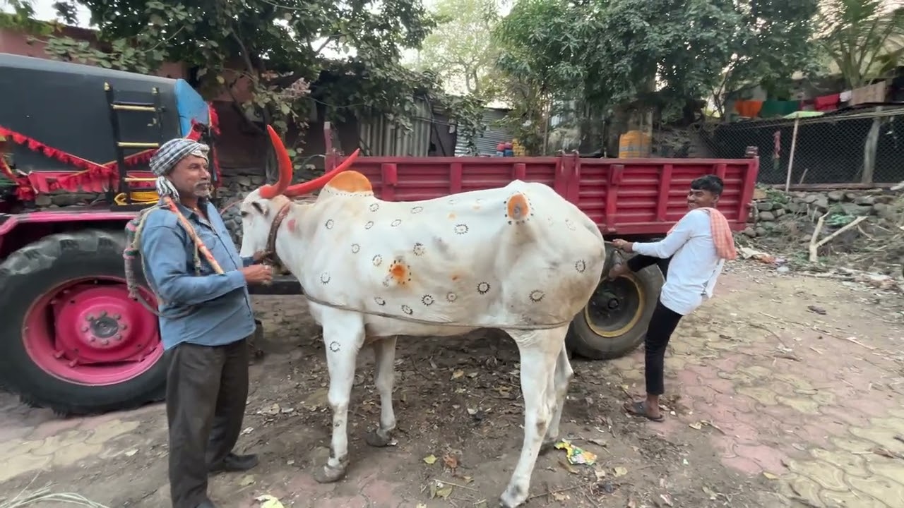 बैलाला काय झाल #viralvideos #bailgadasharyat 