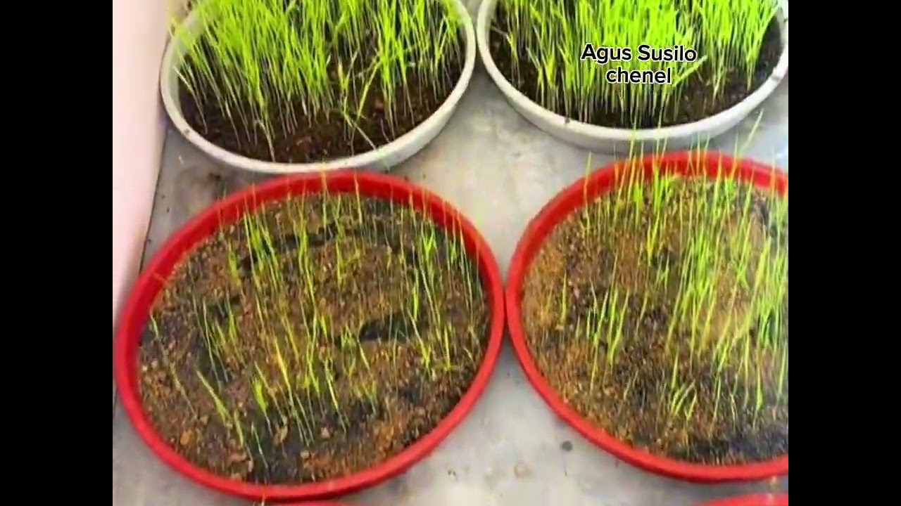 Tanaman padi organik di polibeg #Agriculture#Farming#OrganicFarming#SustainableFarming#UrbanFarming
