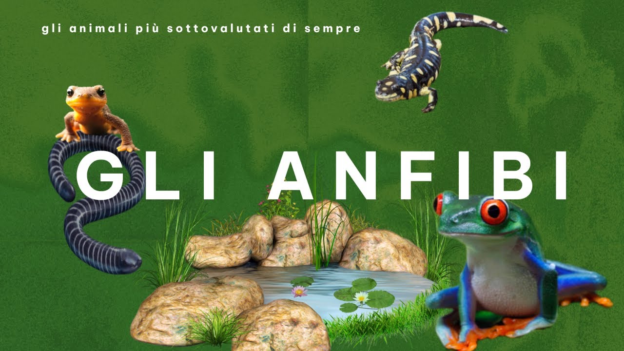 Gli anfibi | Animali che vivono sia in acqua che in natura