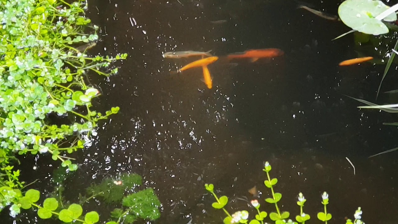 Natuurvijver