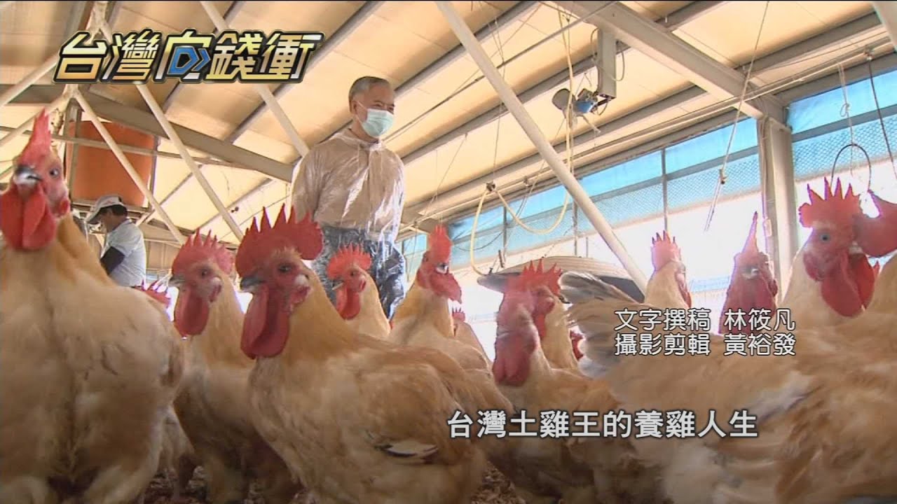 台灣首隻純種土雞　總統國宴御用20210605【台灣向錢衝】PART2