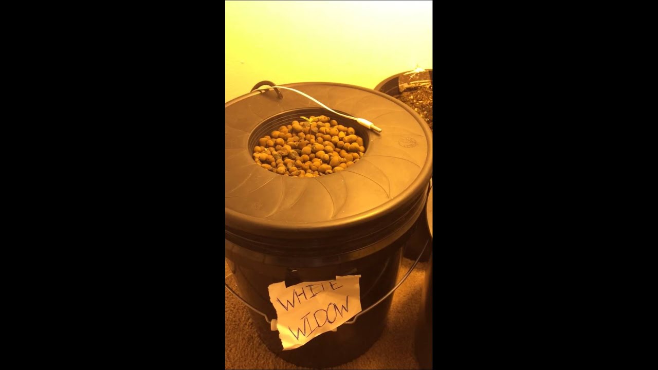400 watt HPS harvest results