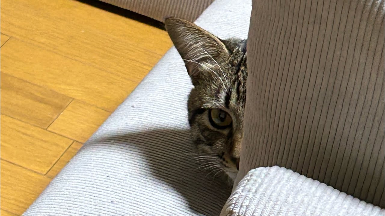 生後10ヶ月のマールくんに会ってきた（二度目まして）