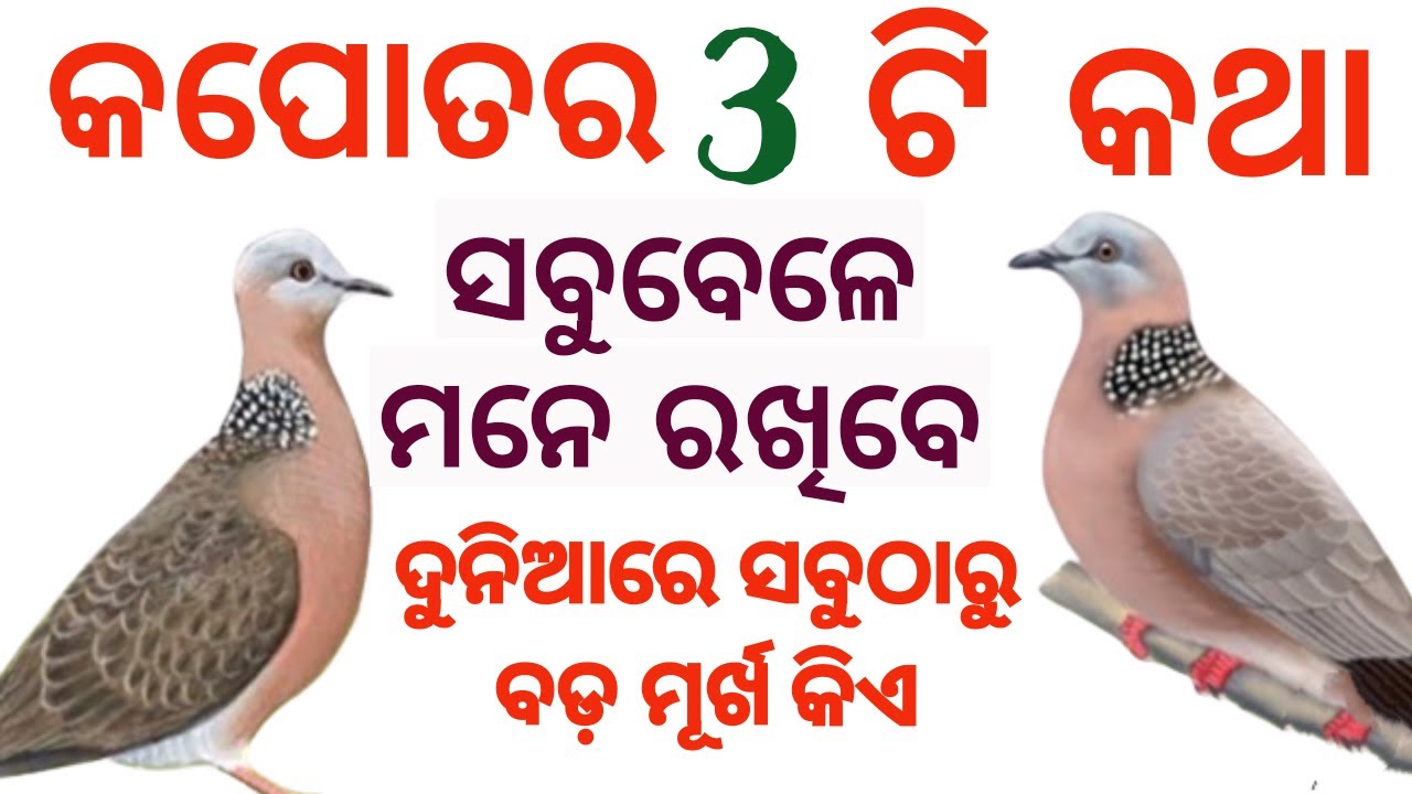 Learn Three Things From The Pigeon। Queen And Pigeon Story। Sudarsan Mishra। Life Lessons।
