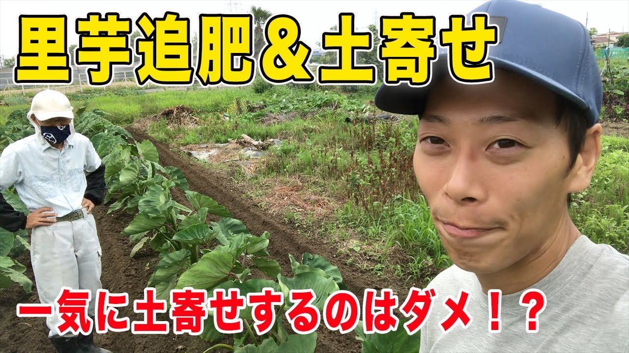 里芋の追肥＆土寄せ　土寄せ時の時期と注意点