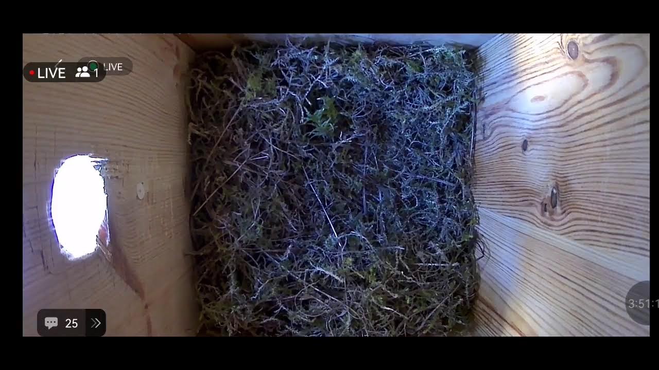 Nido di Cinciallegra