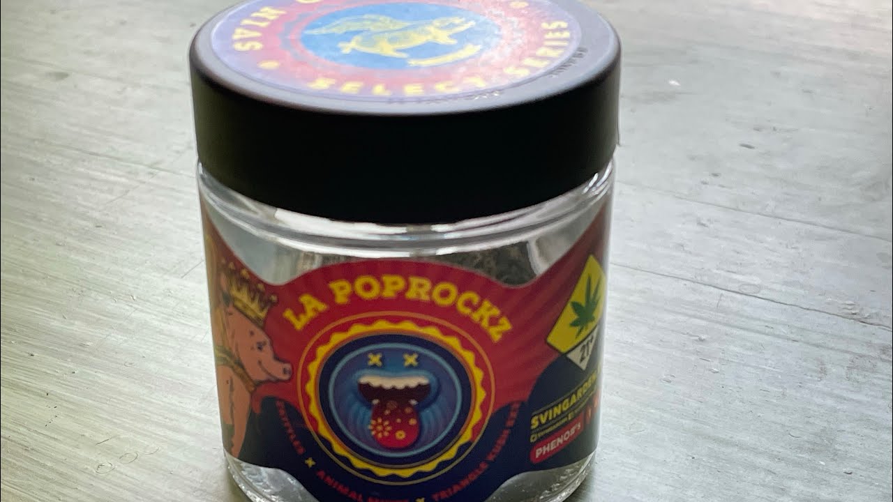 LA Poprockz Review From Svin Gardens Featuring Kemp&rsquo;s Cannabis