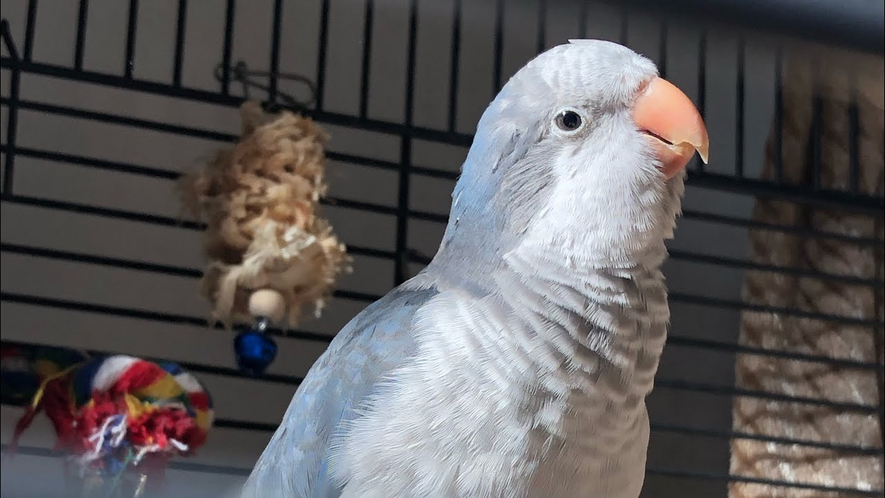 Preparing for a pet quaker parrot