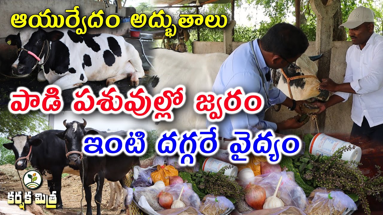 పశువుల్లో జ్వరాలకు ఆయుర్వేద చికిత్స|| Ayurvedic treatment for fever in dairy cattle - Karshaka Mitra