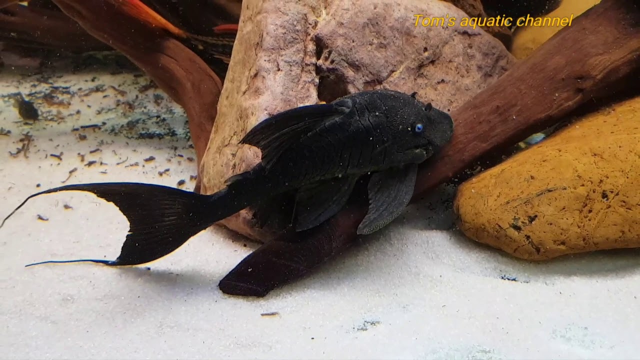 Pleco collection #3

HD - Tom's aquatic channel