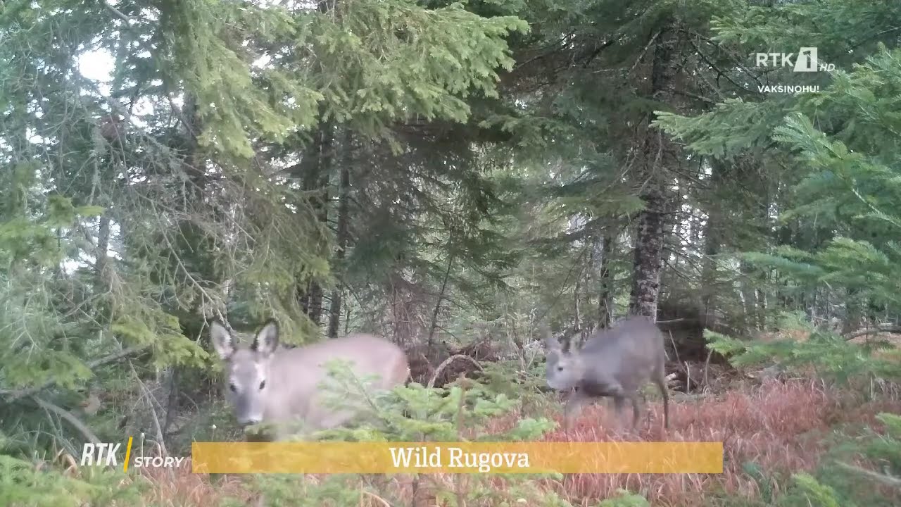 RTK STORY - WILD RUGOVA 03.09.2021