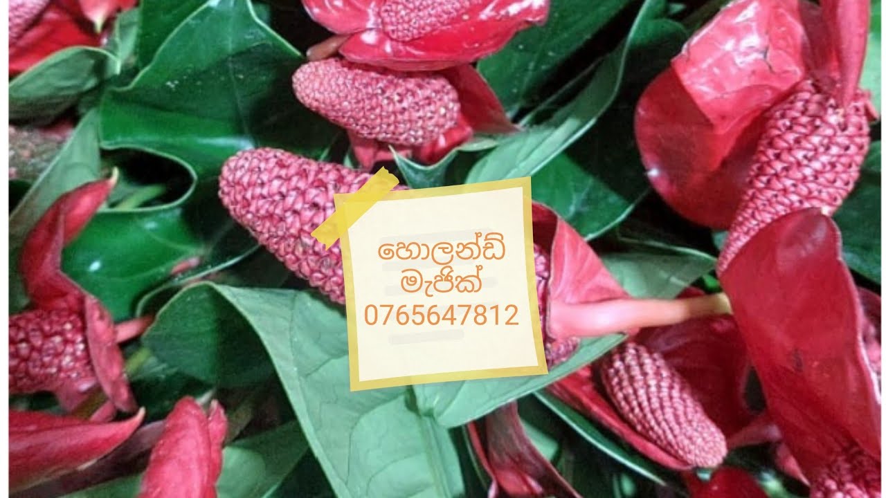 හොලන්ඩ් මැජික් සීසන් කල පැල 10 ක්#anthuriumwagawasinhala#fypviral#plants#anthurium0765647812