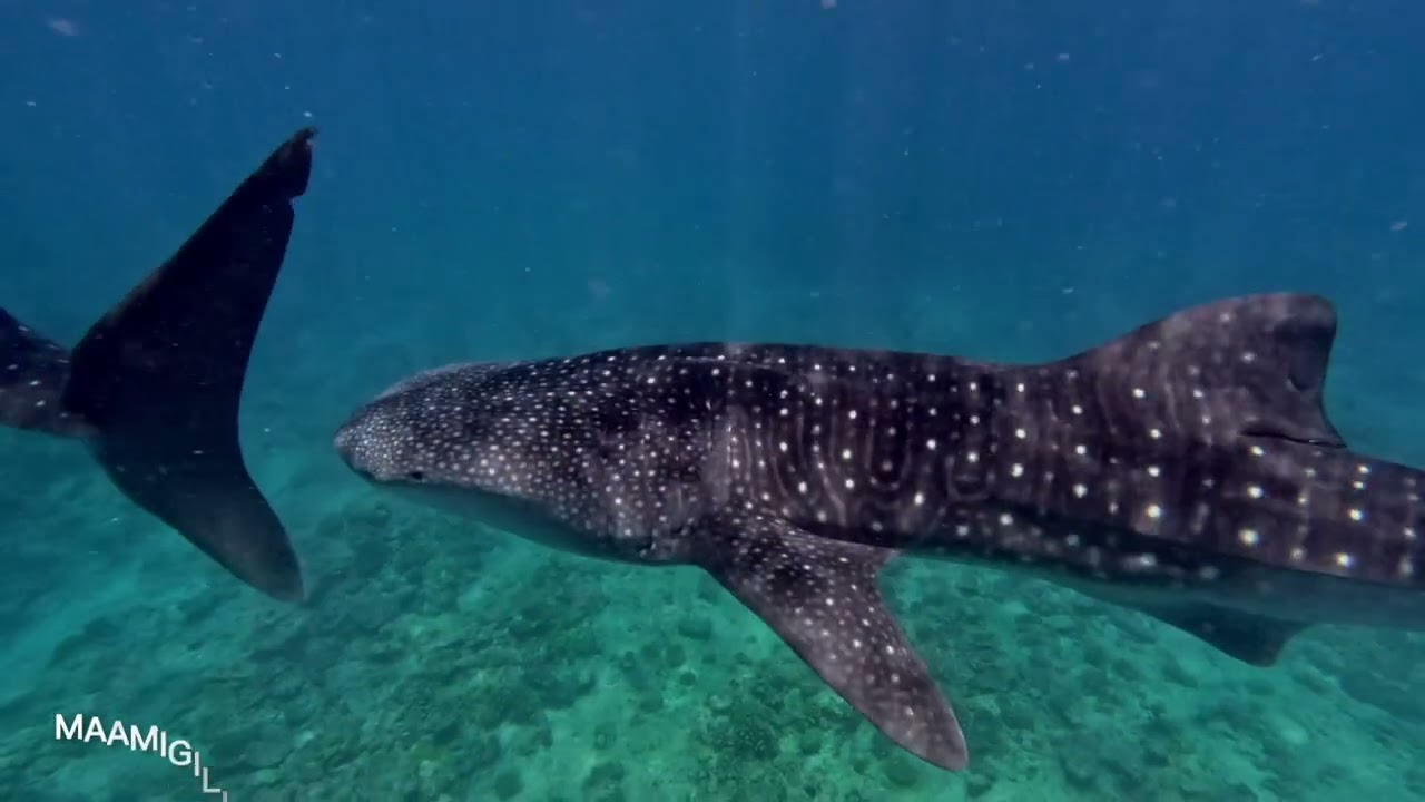 Epic Scuba Diving in Maldives - Central Atolls/ Liveaboard with Felicity 馬爾地夫絕美水肺潛水 Felicity 船宿