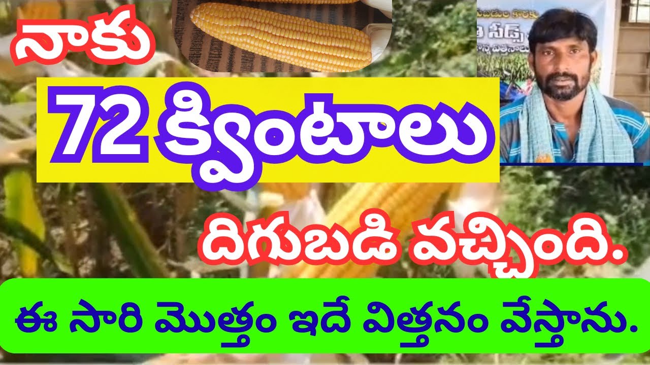 నాకు #మొక్కజొన్నలో 72 క్వింటాలు దిగుబడి వచ్చింది. #mokkajonna #maize #highyieldmaizeseeds #makka 