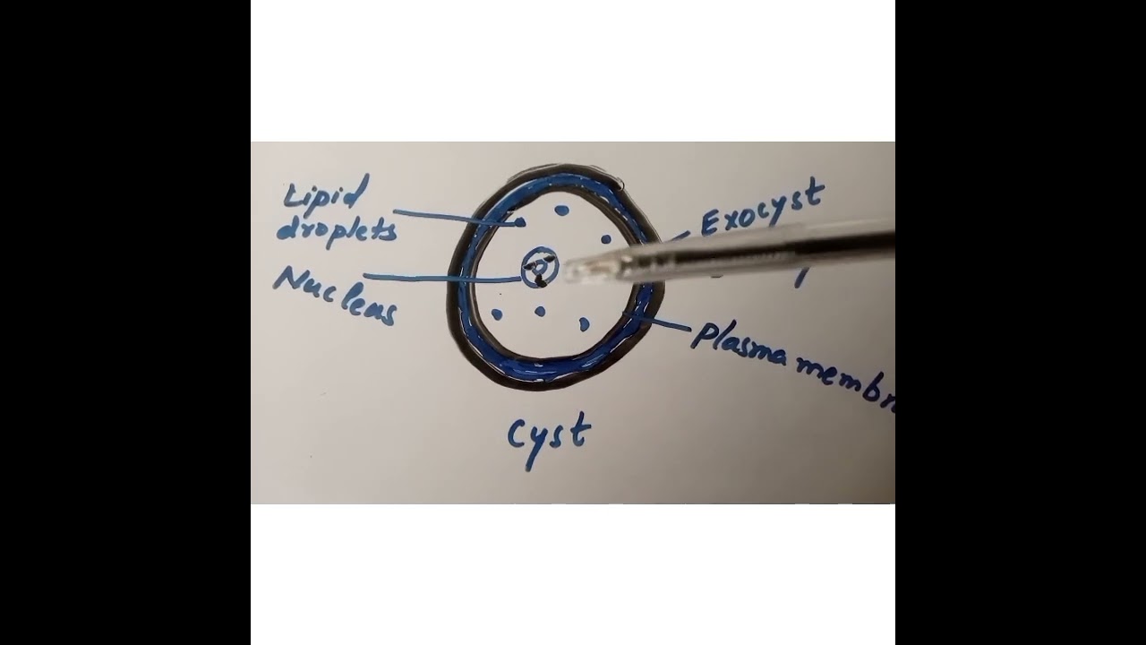 PHYLUM PROTOZOA: Encystment and excystment