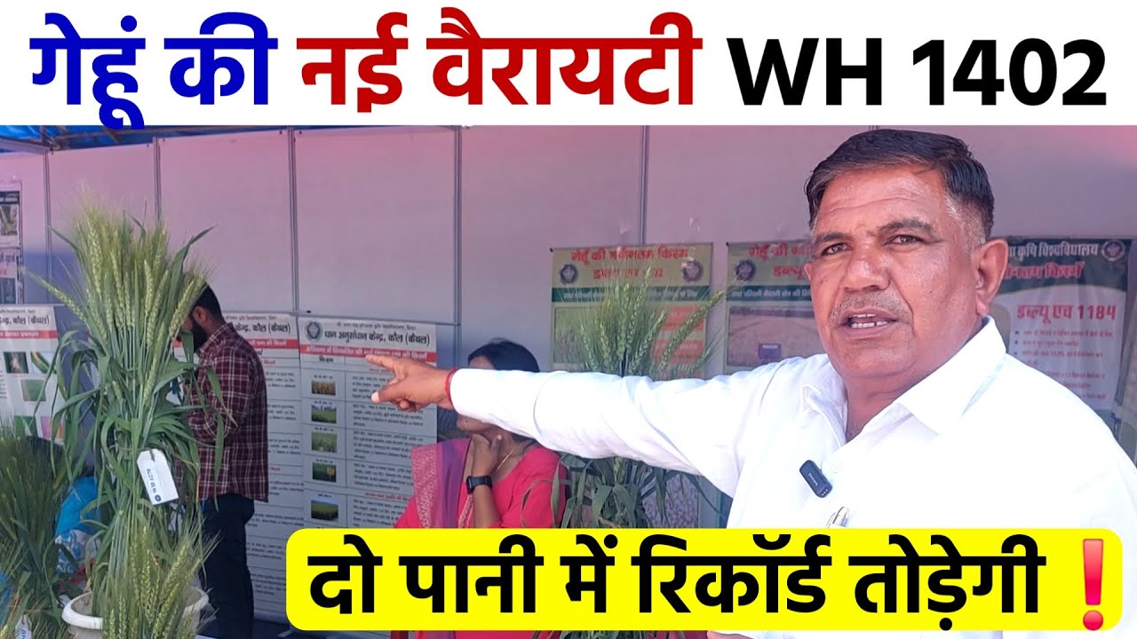 गेहूं की नई वैरायटी WH 1402 | केवल 2 पानी में रिकॉर्ड पैदावार | लंबी बालियां | Gehu ki Top Variety
