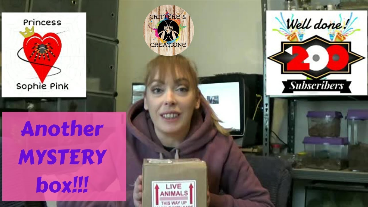I won a Portsmouth Tarantulas MYSTERY BOX!