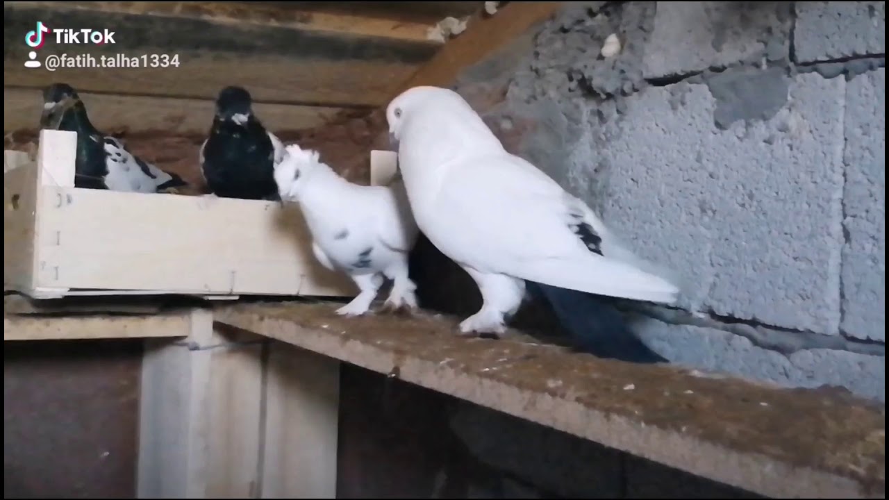 Van g&uuml;vercin leri sevenler y&uuml;ksek u&ccedil;um kuşları karakuyruk 🕊️🕊️🕊️ takipte kalın