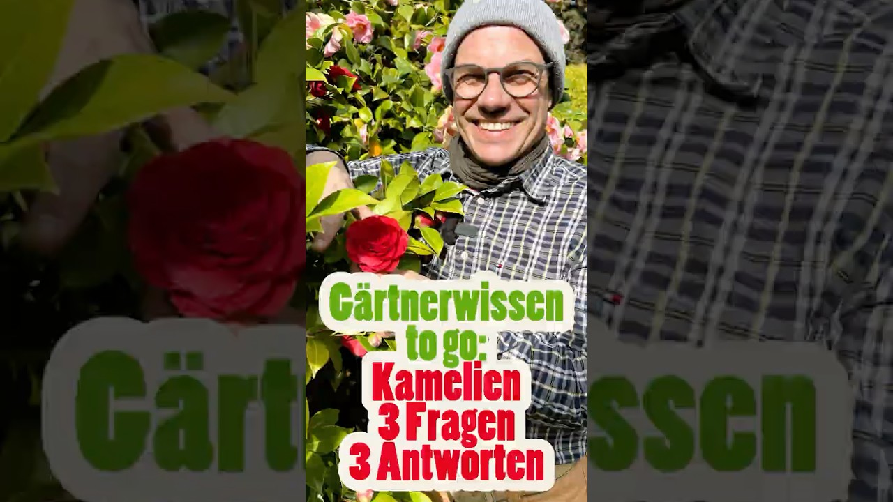 Kamelien-Check: Auspflanzen, Schneiden & D&uuml;ngen! 🌸✨