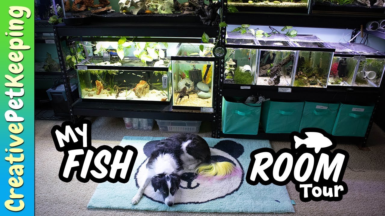 ALL MY FISH 🍂 Fall Fish Room Tour | Fish Fan Friday
