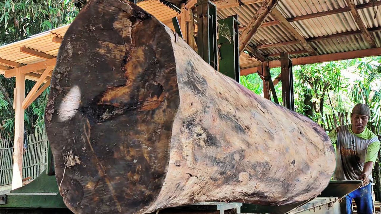 the process of chopping hardwood trunks of American acacia wood in a sawmill 