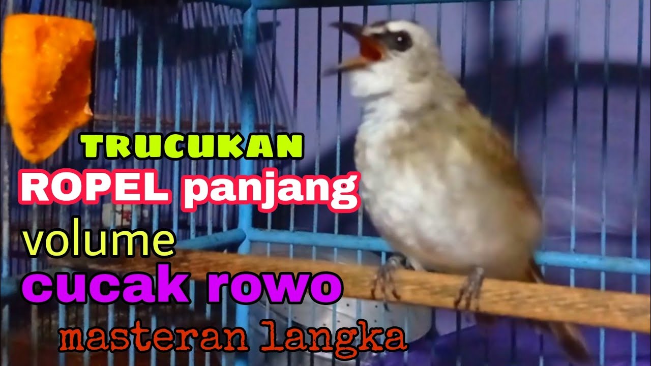 MASTERAN LANGKA trucukan gacor ropel panjang rasa cucak rowo