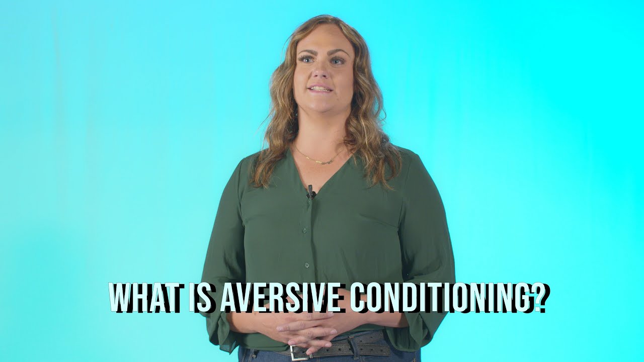 What is aversive conditioning, and how can it be used to deter cougars?