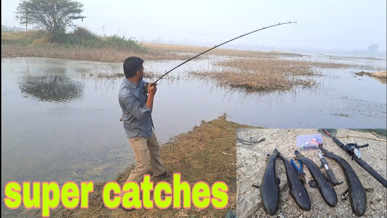 super catches || snakehead fishes catching || awesome fishing video