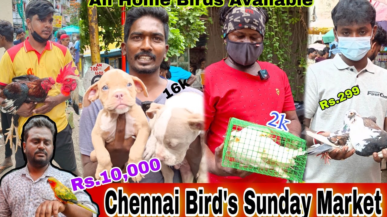 சென்னை😱ல இப்படி ஓர் இடம் இருக்கா💥 #birds #pets #animals #chennaipetmarket